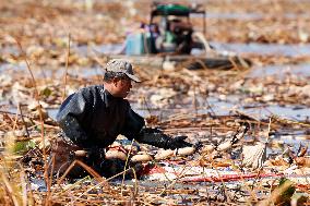 Lotus Root Harvest in Suqian