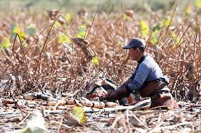 Lotus Root Harvest in Suqian