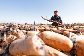 Lotus Root Harvest in Suqian