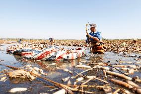 Lotus Root Harvest in Suqian