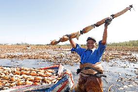 Lotus Root Harvest in Suqian