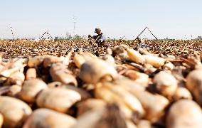 Lotus Root Harvest in Suqian