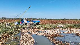 Lotus Root Harvest in Suqian