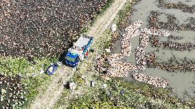 Lotus Root Harvest in Suqian