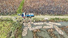 Lotus Root Harvest in Suqian