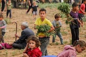 Palestinian Children Harvest Molokhia - Deir Al-Balah