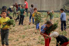 Palestinian Children Harvest Molokhia - Deir Al-Balah