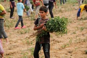 Palestinian Children Harvest Molokhia - Deir Al-Balah