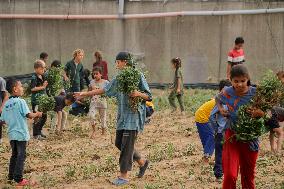 Palestinian Children Harvest Molokhia - Deir Al-Balah