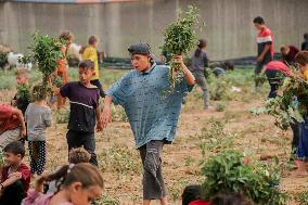 Palestinian Children Harvest Molokhia - Deir Al-Balah