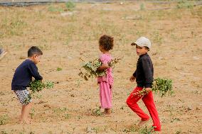 Palestinian Children Harvest Molokhia - Deir Al-Balah