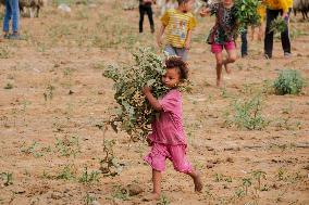 Palestinian Children Harvest Molokhia - Deir Al-Balah