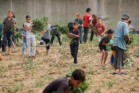 Palestinian Children Harvest Molokhia - Deir Al-Balah