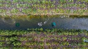 Ecological Breeding in Suqian