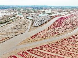 Red Beach Scenery in Qingdao