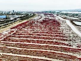 Red Beach Scenery in Qingdao