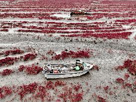 Red Beach Scenery in Qingdao