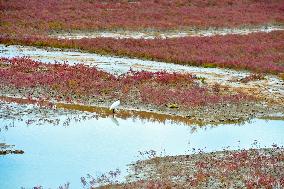 Red Beach Scenery in Qingdao