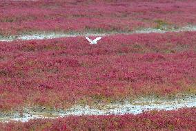 Red Beach Scenery in Qingdao