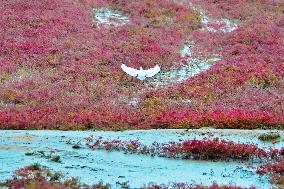 Red Beach Scenery in Qingdao