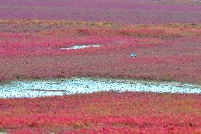 Red Beach Scenery in Qingdao