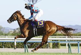 Horse racing: Kikka-sho