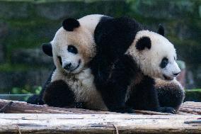 China Chongqing Zoo Giant Pandas