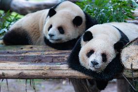 China Chongqing Zoo Giant Pandas