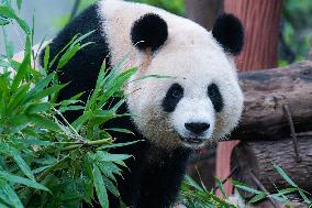 China Chongqing Zoo Giant Pandas