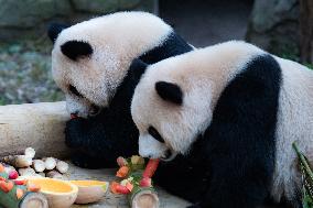 China Chongqing Zoo Giant Pandas