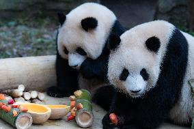 China Chongqing Zoo Giant Pandas