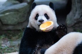 China Chongqing Zoo Giant Pandas