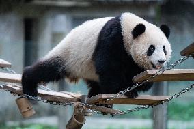 China Chongqing Zoo Giant Pandas