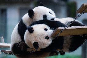 China Chongqing Zoo Giant Pandas