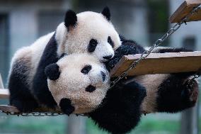 China Chongqing Zoo Giant Pandas