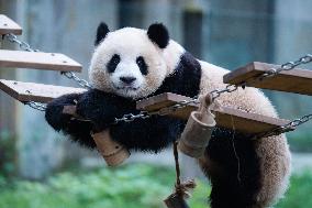 China Chongqing Zoo Giant Pandas