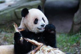 China Chongqing Zoo Giant Pandas