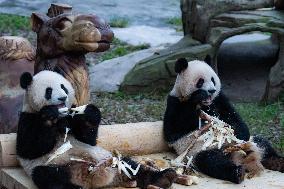 China Chongqing Zoo Giant Pandas