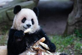 China Chongqing Zoo Giant Pandas