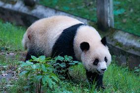 China Chongqing Zoo Giant Pandas