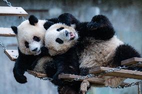 China Chongqing Zoo Giant Pandas