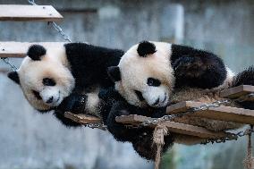 China Chongqing Zoo Giant Pandas