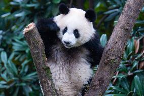 China Chongqing Zoo Giant Pandas