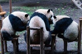 China Chongqing Zoo Giant Pandas