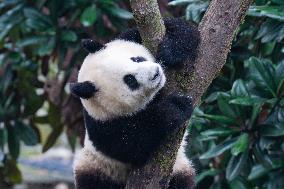 China Chongqing Zoo Giant Pandas