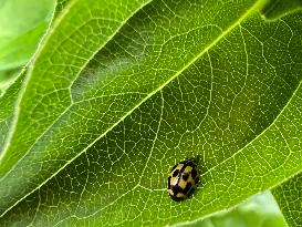 P-14 Yellow Lady Beetle