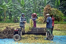 Farmers Harvest Ripe Rice In Bangladesh