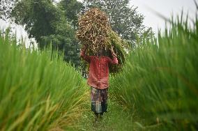 Farmers Harvest Ripe Rice In Bangladesh