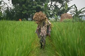 Farmers Harvest Ripe Rice In Bangladesh