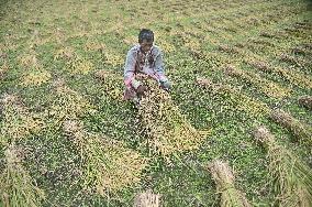 Farmers Harvest Ripe Rice In Bangladesh